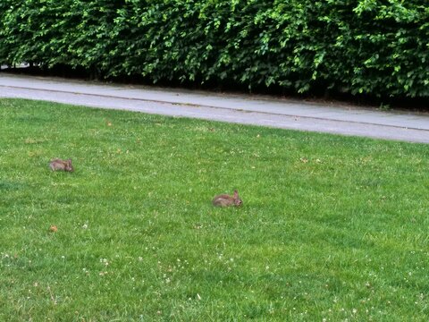 Small wild rabbits foraging on a green lawn in a city park framed by a long green hedge and paved walkway in daylight.