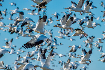 Large flock of snow geese in flight against clear blue sky during migration © Leon Burda