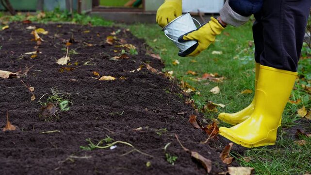 Unrecognizable Woman Planting Garlic in Garden Soil During Late Autumn. Wearing bright yellow rubber gardening boots and protective gloves. She uses hoe to create planting rows. Vegetable garden with