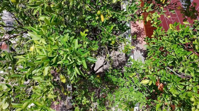 Low angle drone view shooting mandarin orange tree canopy in yard