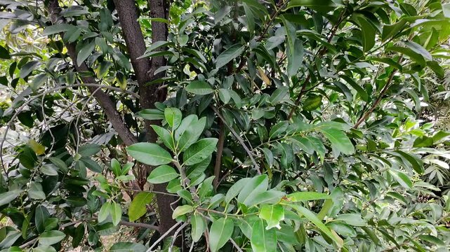 Close Up Aerial Drone Shot of Green Black Sapote Tree Leaves