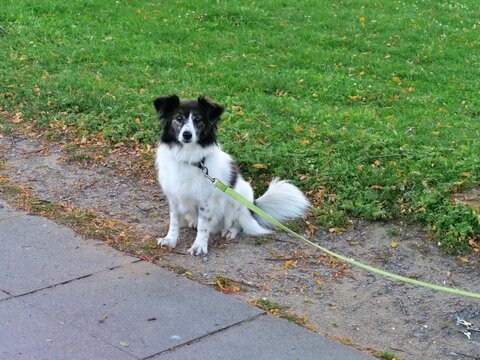 Cute black and white mixed breed dog sitting patiently on a paved park pathway on a green leash, looking directly into the camera.