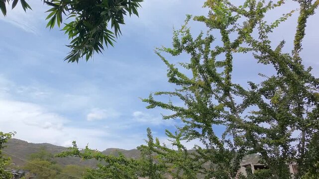 Drone flying freely in clear blue sky next to bamboo and trees