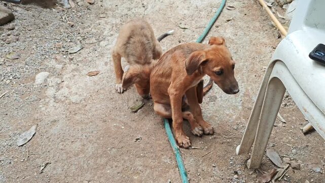 Pair of Playful Puppies Interacting and Scratching Outdoors on Dirt Floor