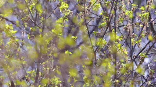 Fresh Green Leaves Emerging on Tree Branches During Spring in New England 