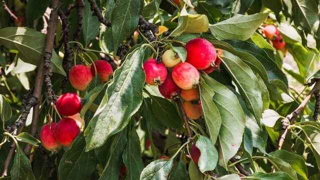 Crabapple tree in late summer along sidewalk in Brampton, Ontario, Canada