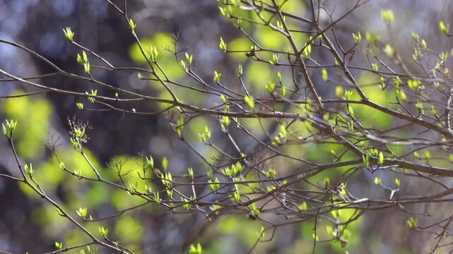 Fresh Green Leaves Emerging on Tree Branches During Spring in New England 