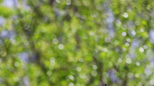 Beautiful Abstract Green Bokeh Background of Sunlit Forest Trees in the Spring