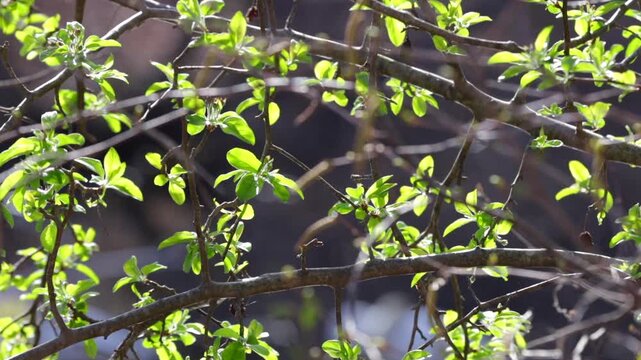 Fresh Green Leaves Emerging on Tree Branches During Spring in New England 