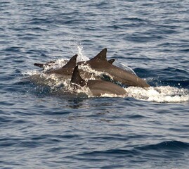 Naklejka premium A pod of Pacific white-sided dolphins swimming and surfacing in the ocean at sunset, illuminated by warm golden evening light.