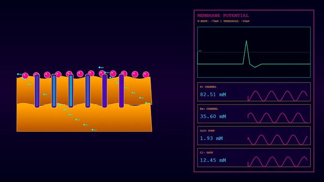 Bioinformatic modeling displays dynamic cellular ion channel activity on a digital interface showing fluctuating chemical concentration levels across a dark blue gradient screen with neon data
