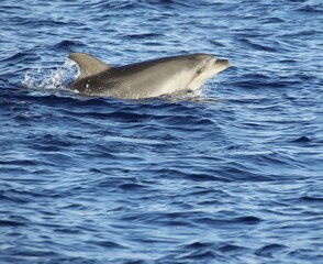 Fototapeta premium A pod of Pacific white-sided dolphins swimming and surfacing in the ocean at sunset, illuminated by warm golden evening light.