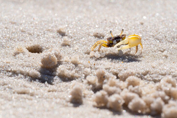 crab on the beach © DC Fotos