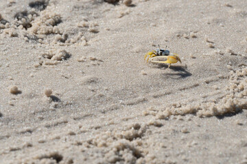 crab on the beach © DC Fotos