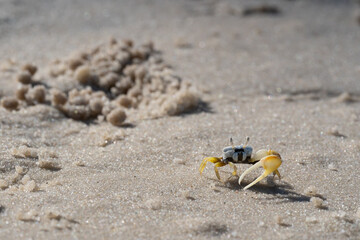 crab on sand © DC Fotos