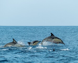 Fototapeta premium A pod of Pacific white-sided dolphins swimming and surfacing in the ocean at sunset, illuminated by warm golden evening light.