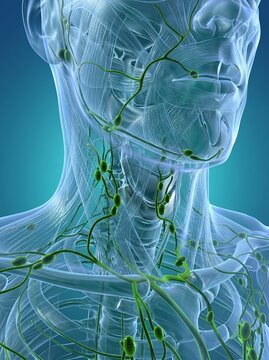 Lymphatic System Anatomy of the Human Head Neck and Torso