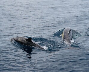 Obraz premium A pod of Pacific white-sided dolphins swimming and surfacing in the ocean at sunset, illuminated by warm golden evening light.