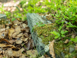Zbliżenie na zielony mech i młode pędy borówek rosnące na kamieniu wśród suchych liści w lesie © mbugajsky