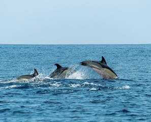 Naklejka premium A pod of Pacific white-sided dolphins swimming and surfacing in the ocean at sunset, illuminated by warm golden evening light.