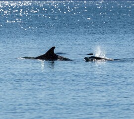 Naklejka premium A pod of Pacific white-sided dolphins swimming and surfacing in the ocean at sunset, illuminated by warm golden evening light.