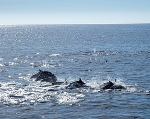 Fototapeta premium A pod of Pacific white-sided dolphins swimming and surfacing in the ocean at sunset, illuminated by warm golden evening light.