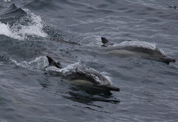 Fototapeta premium A pod of Pacific white-sided dolphins swimming and surfacing in the ocean at sunset, illuminated by warm golden evening light.