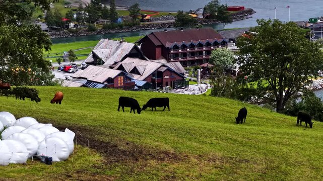 Aerial view of cows grazing on a lush green hillside with white silage bales and a wooden hotel near the fjord in Flam, Vestland, Norway.