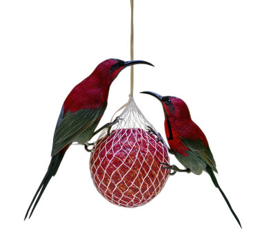 PNG Two colorful sunbirds feeding from hanging fruit net