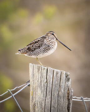 Wilson Snipe Perched
