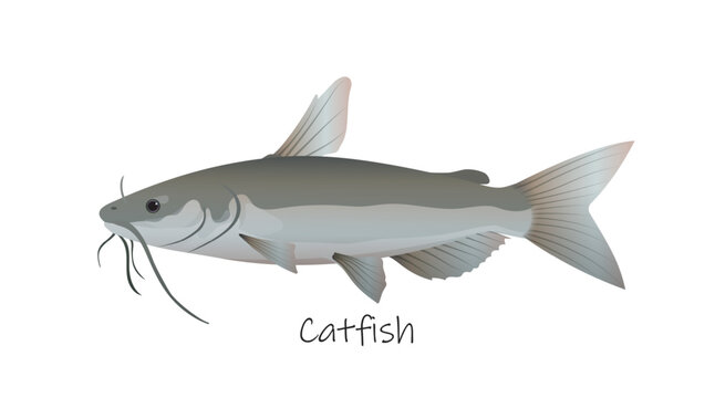 Detailed catfish isolated on white background with Catfish text and characteristic barbels. Vector illustration