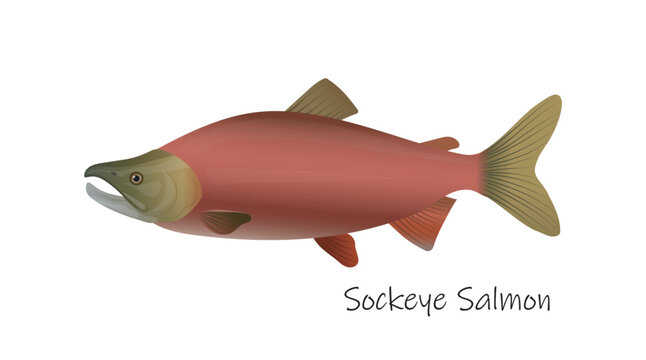 Detailed red sockeye salmon isolated on white background with species name text. Vector illustration