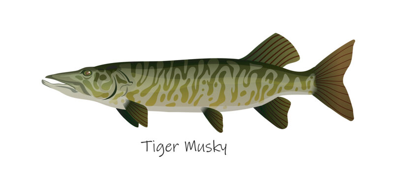 Detailed tiger musky freshwater predatory fish isolated on white background with species name text. Vector illustration isolated on white