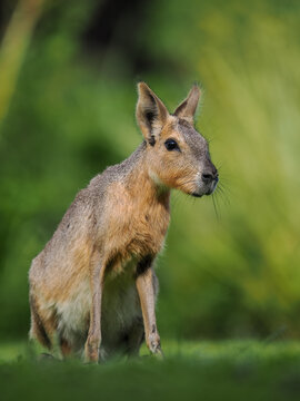 Patagonian mara (Dolichotis patagonum) alert in grass copy space