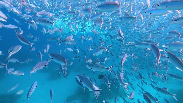 Underwater scene big shoal of schooling Caesionidae fusilier during fish feeding frenzy at ocean surface in Yasawa Islands, Fiji, South Pacific