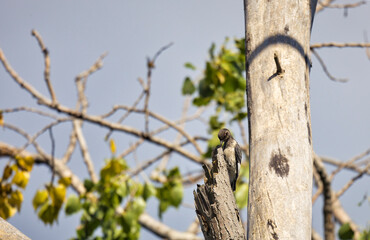 Obraz premium Juvenile Red-Headed Woodpecker