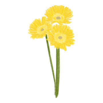 hadn drawn yellow gerbera daisies flowers
