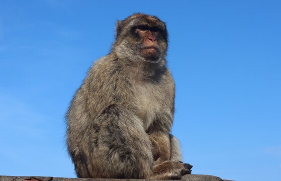 Barbary Macaque (Macaca sylvanus) in Gibraltar.