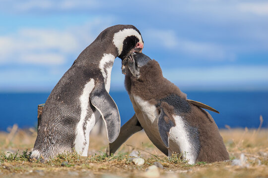 Magellanic penguin (Spheniscus magellanicus) feeding chick copy space