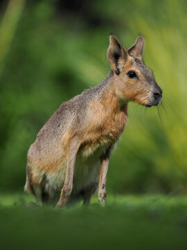 Patagonian Mara (Dolichotis patagonum) Alert on Grass, Copy Space