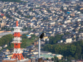 Naklejka premium 電柱の先端に止まるカラスと街の風景