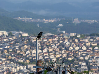 Naklejka premium 電柱の先端に止まるカラスと街の風景