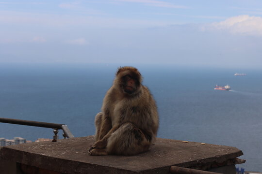 Barbary Macaque (Macaca sylvanus) in Gibraltar.