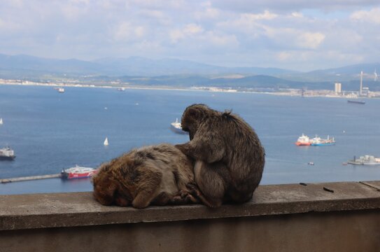 Barbary Macaque (Macaca sylvanus) in Gibraltar.