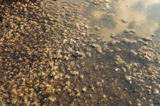 salt crystals beginning to appear during the traditional sun-drying process