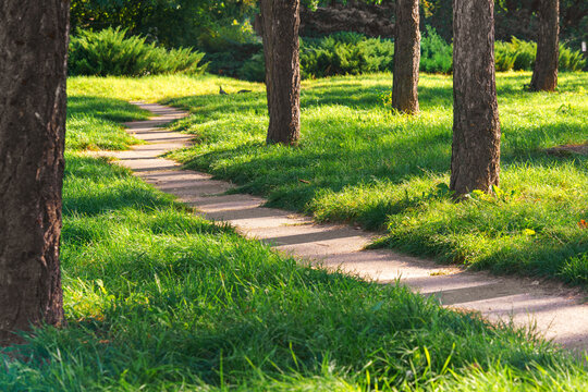Scenic pedestrian path winding through lush green park with tall trees, fresh grass and warm sunlight. Nature, outdoor recreation, walking, relaxation and peaceful summer landscape