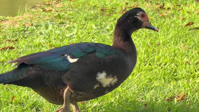 Duck criollo, duck muscovy, walking in a natural park,  Wild Duck Walking Through a Colombian Natural Park, Close Wildlife View of a Waterfowl in Green Tropical Vegetation and Peaceful Outdoor Habitat