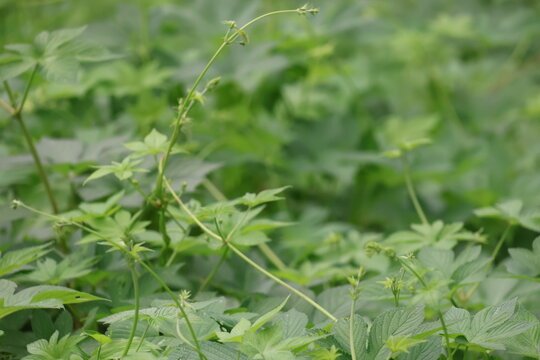 Japanese hops growing profusely all over the area