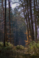 Fototapeta premium Deep Forest Trail Through Tall Trees with Sunlight and Shadows