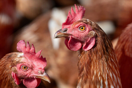 A close-up of two chickens standing in the middle of a group of chickens. The birds are free-range.
